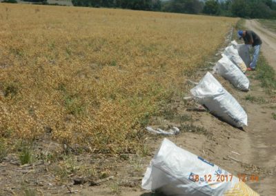 Desecado en Garbanzo: Comportamiento de Diferentes Herbicidas